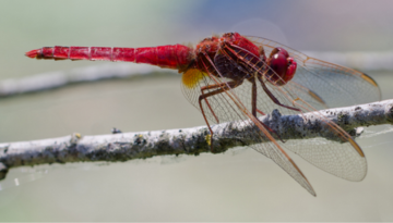 À la découverte des libellules du lac de Grosbois